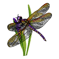 Dragonfly-4